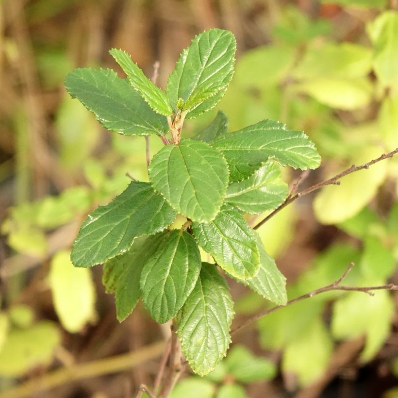 Céanothe Burkwoodii (Foliage)