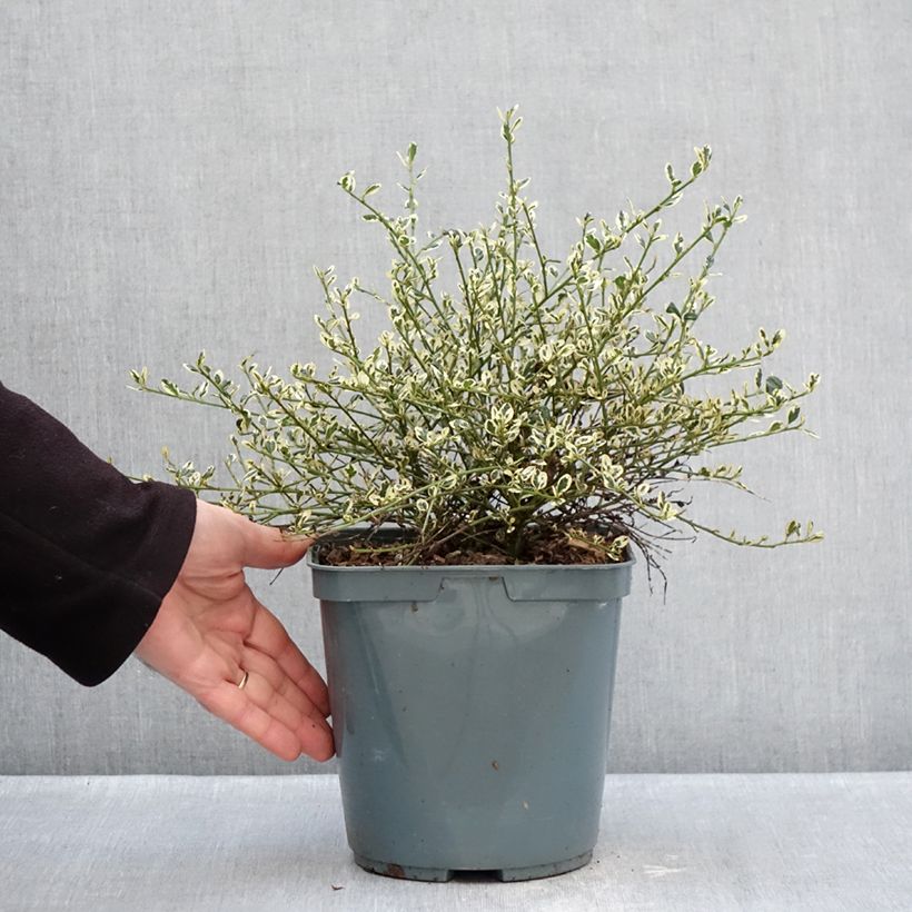 Example of Céanothe impressus Cool Blue - Lilas de Californie Pot de 4L/5L as you get in hiver