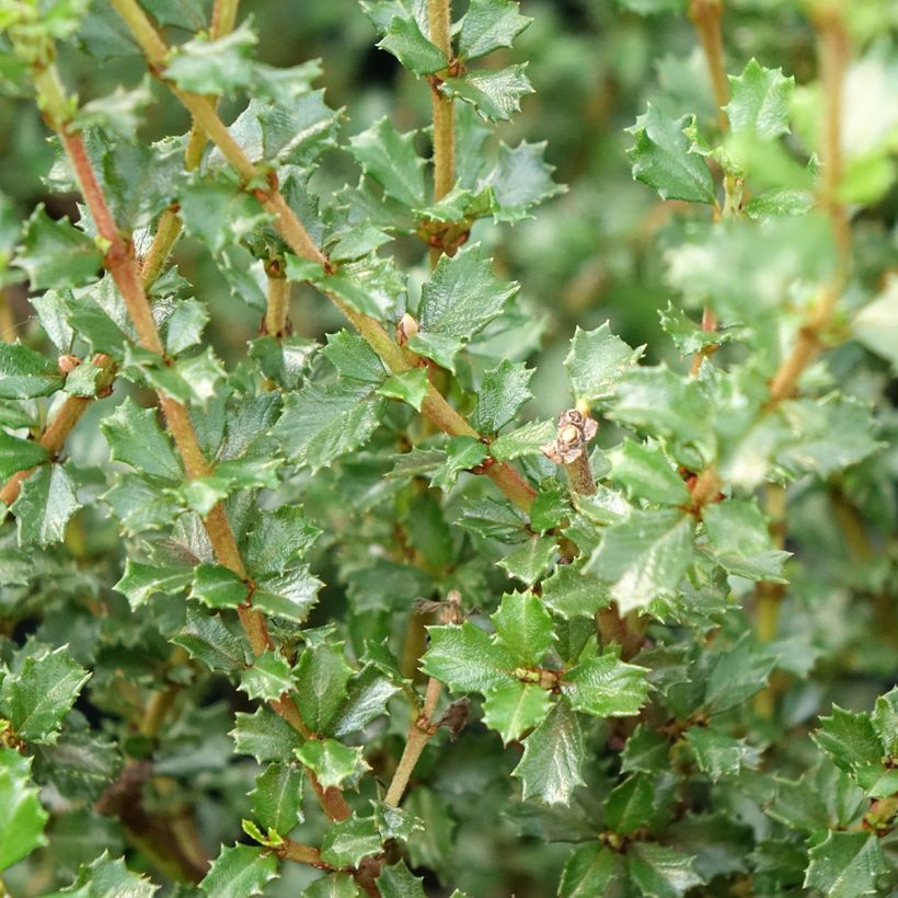 Céanothe impressus Puget Blue - Lilas de Californie (Foliage)