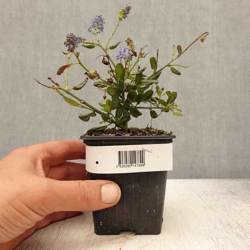 Example of Ceanothus Italian Skies - Lilas de Californie Godet de 8/9 cm as you get in printemps