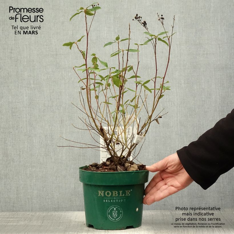 Example of Céanothe pallidus Marie Blue (Marie Bleue) - Céanothe caduc Pot de 3L/4L as you get in printemps