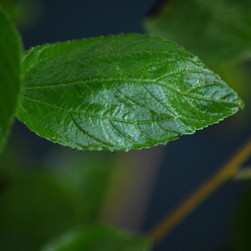 Céanothe pallidus Marie Rose - Lilas de Californie (Foliage)
