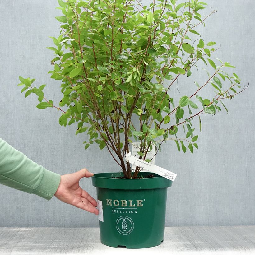 Spécimen de Céanothe pallidus Marie Rose - Lilas de Californie Pot de 7,5L/10L tel que livré en été