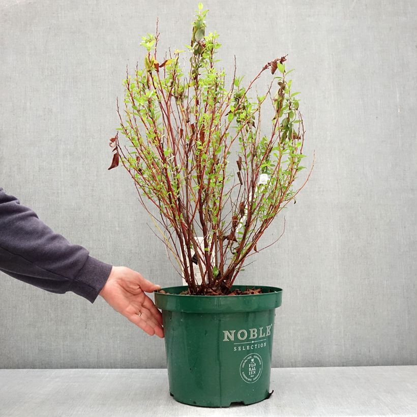 Spécimen de Céanothe pallidus Marie Rose - Lilas de Californie Pot de 7,5L/10L tel que livré au printemps