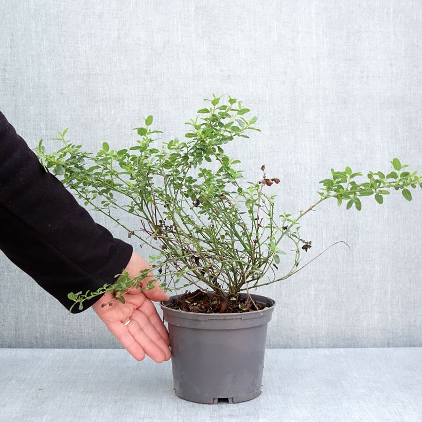 Example of Céanothe Snow Flurries - Lilas de Californie Pot de 2L/3L as you get in printemps