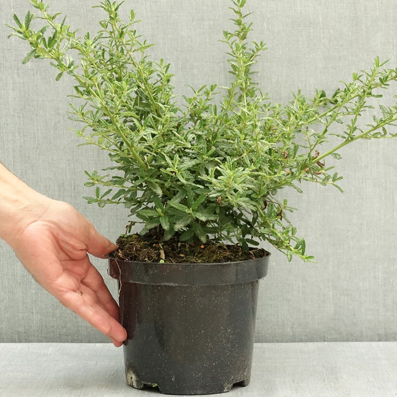 Spécimen de Céanothe (x) Blue Diamond Pot de 2L/3L tel que livré en été