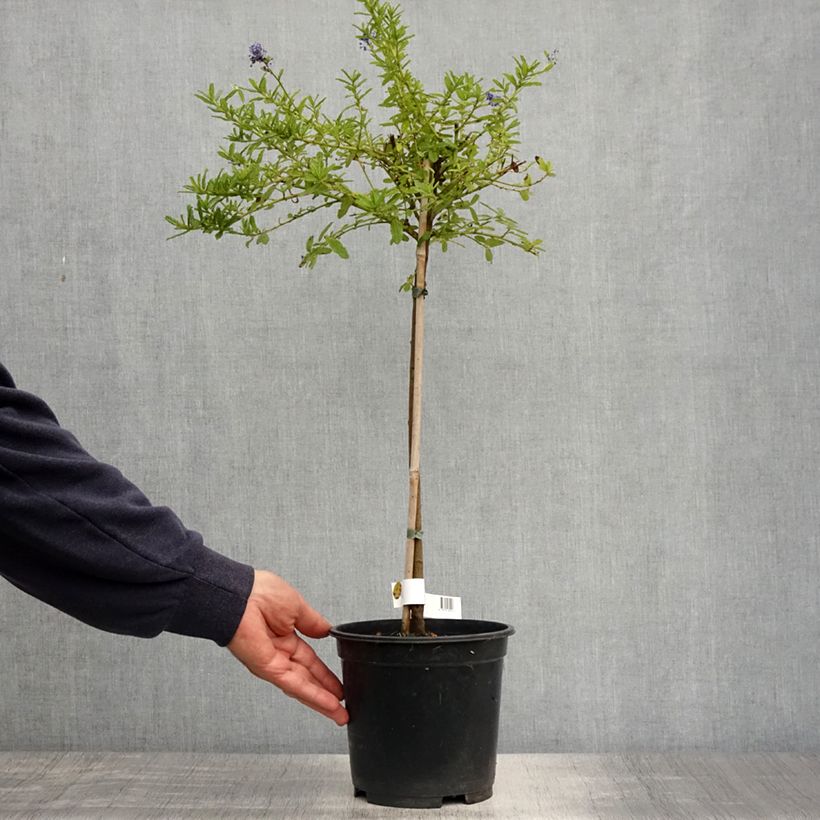 Example of Céanothe (x) Blue Mound Pot de 3L/4L, Tige, Tige de 50 cm as you get in printemps