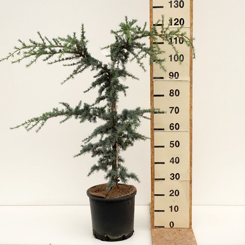 Spécimen de Cèdre bleu de l'Atlas - Cedrus libani atlantica Horstmanns Silberspitz Pot de 12L/15L tel que livré en été