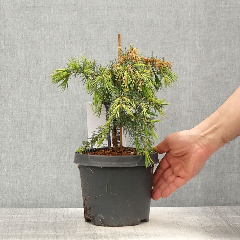 Example of Cèdre de l'Himalaya Feeling Blue - Cedrus deodara  Pot de 3L/4L as you get in printemps
