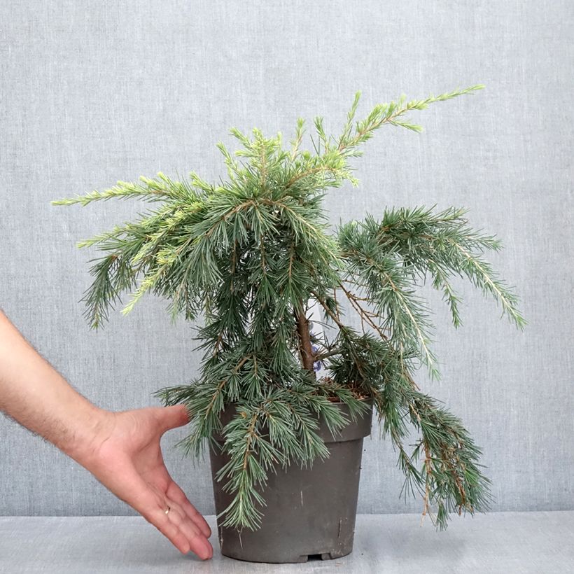 Spécimen de Cèdre de l'Himalaya Feeling Blue - Cedrus deodara  Pot de 3L/4L tel que livré en été