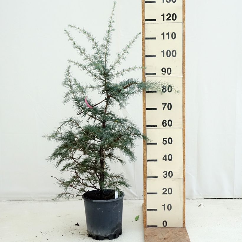 Spécimen de Cèdre de l'Himalaya Pendula - Cedrus deodara Pot de 4L/5L tel que livré en automne