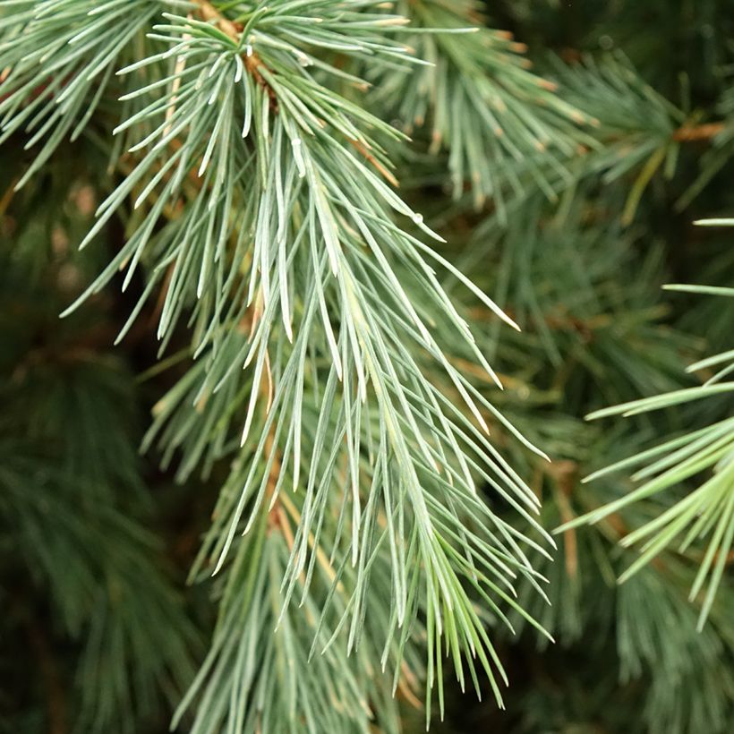 Cèdre de l'Himalaya Pendula - Cedrus deodara (Foliage)
