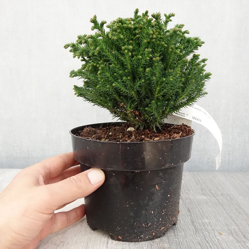 Example of Cryptomeria japonica Green Pearl - Cèdre du Japon Pot de 2L/3L as you get in printemps
