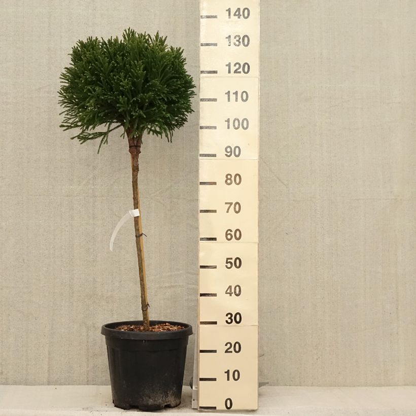 Example of Cryptomeria japonica Globosa Nana - Cèdre du Japon  Pot de 12L/15L, Tige, Tige de 80 cm as you get in printemps