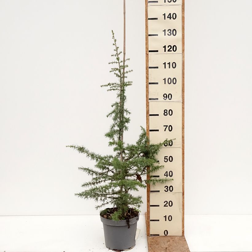 Example of Cèdre du Liban - Cedrus libani Pot de 7,5L/10L, Tige, Tige de 1m as you get in hiver