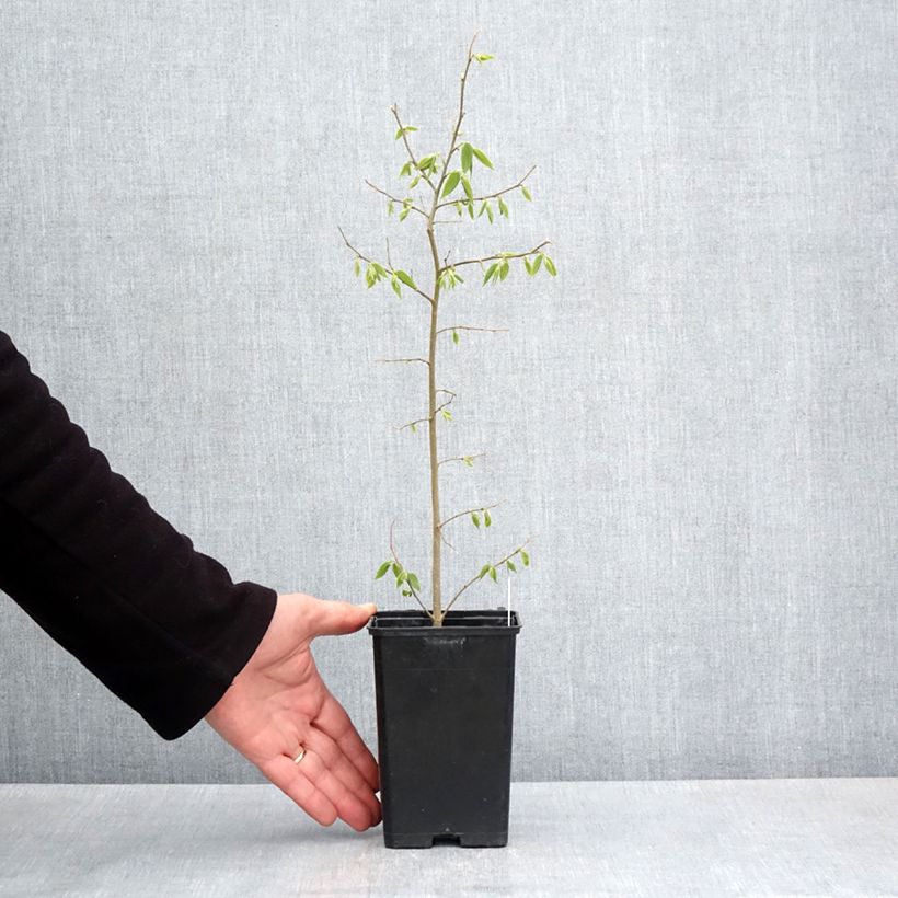 Example of Celtis australis - Micocoulier de Provence Godet de 8/9 cm as you get in printemps