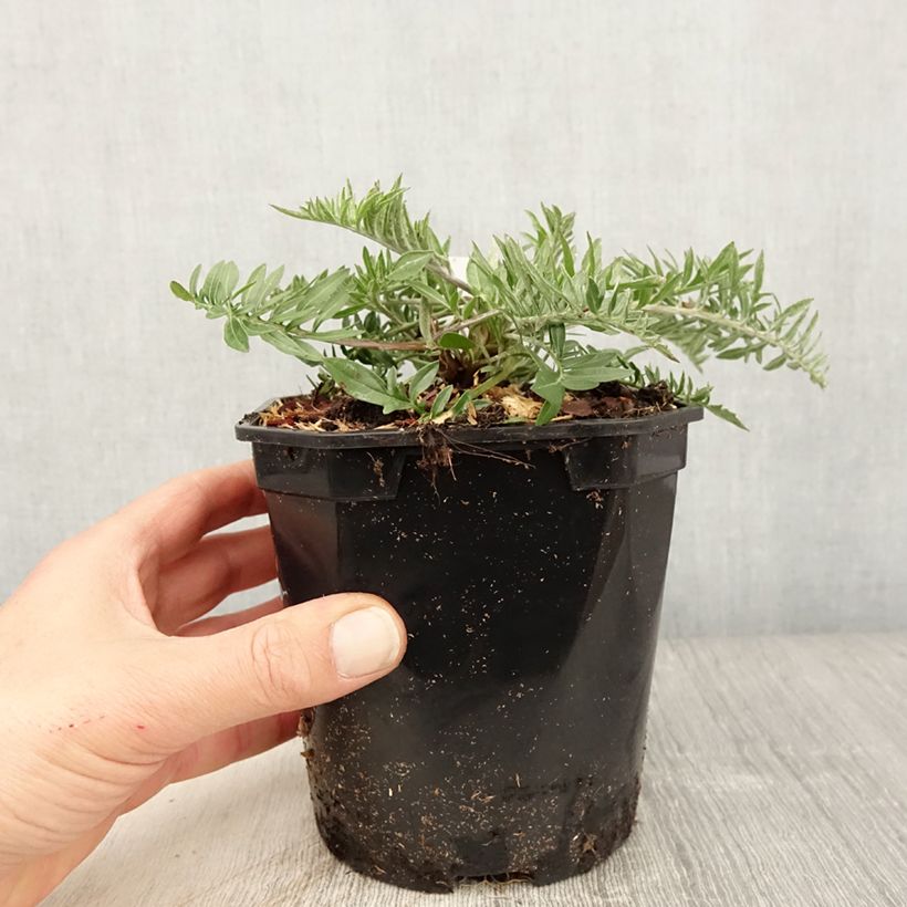 Example of Centaurea atropurpurea - Centaurée pourpre Pot de 2L/3L as you get in printemps