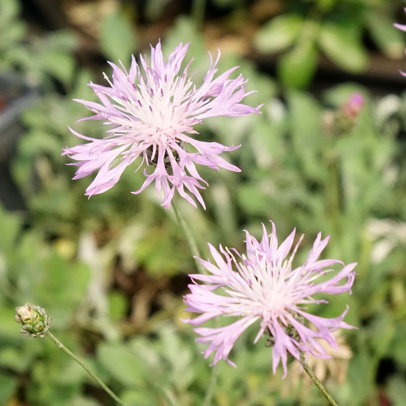 Centaurea bella - Centaurée élégante  (Floraison)