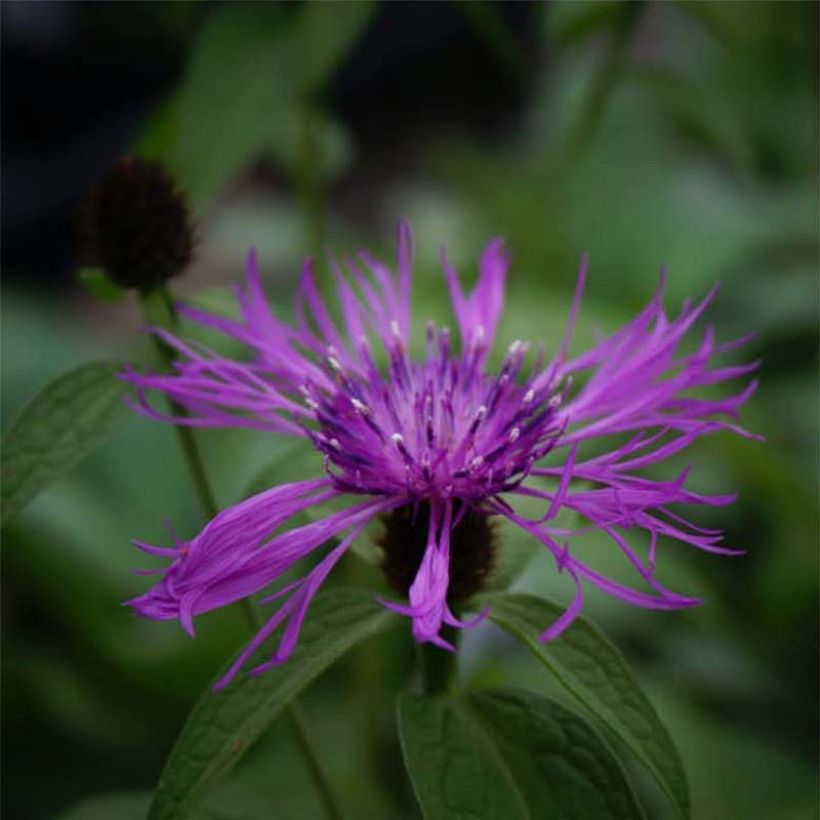 Centaurée Caramia - Centaurea (x) montana (Flowering)
