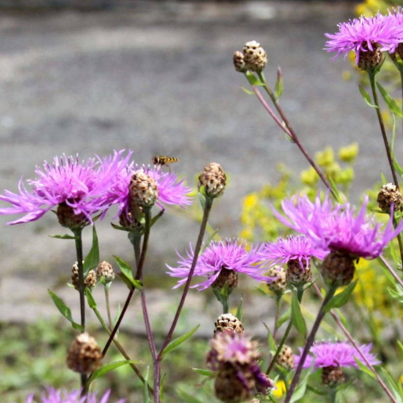 Centaurea jacea - Centaurée jacée (Flowering)