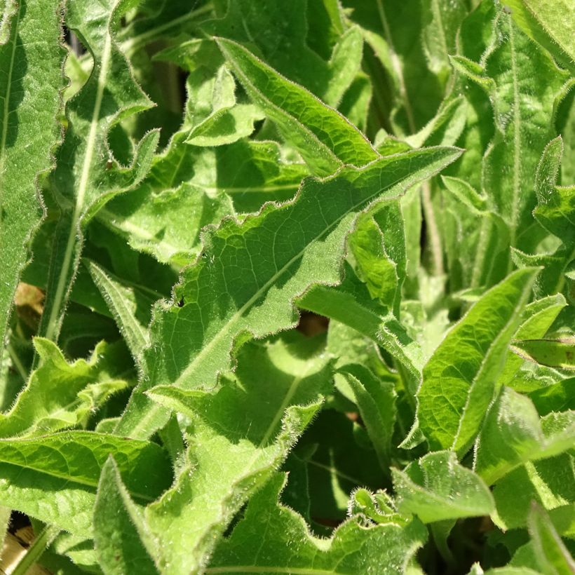 Centaurea jacea - Centaurée jacée (Foliage)
