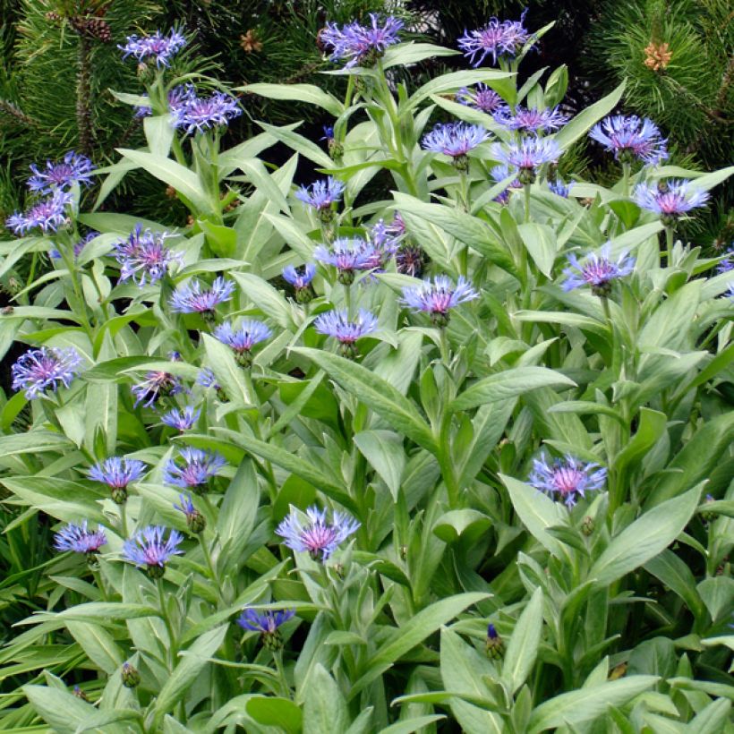 Bleuet des Montagnes bleu - Centauree bleue Montana Coerulea (Plant habit)