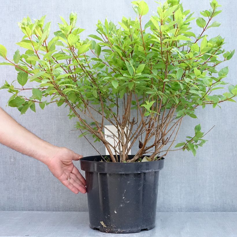 Example of Cephalanthus occidentalis - Bois-bouton Pot de 7,5L/10L as you get in printemps