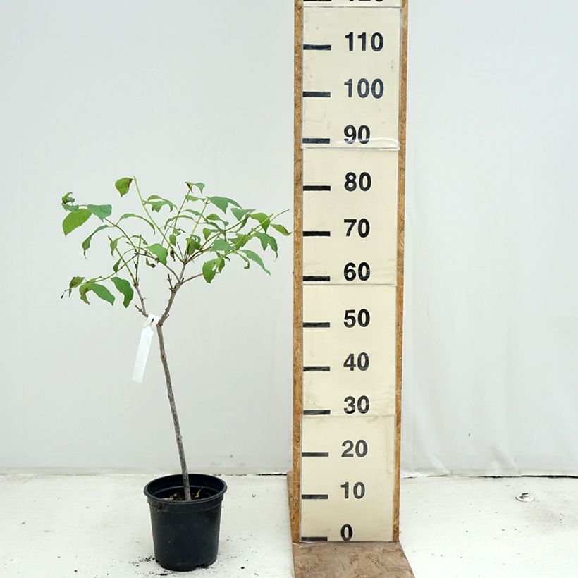 Spécimen de Cephalanthus occidentalis - Bois-bouton Pot de 3L/4L, Tige, Tige de 50 cm tel que livré au printemps
