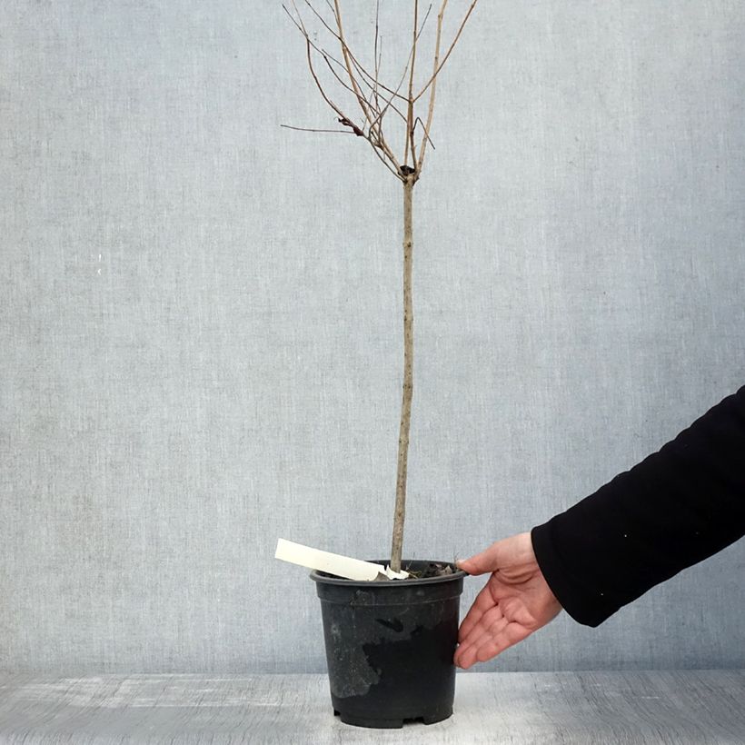 Spécimen de Cephalanthus occidentalis - Bois-bouton Pot de 3L/4L, Tige, Tige de 50 cm tel que livré en automne