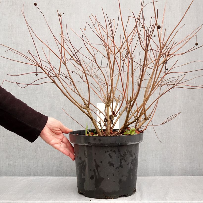 Spécimen de Cephalanthus occidentalis - Bois-bouton Pot de 7,5L/10L tel que livré en automne
