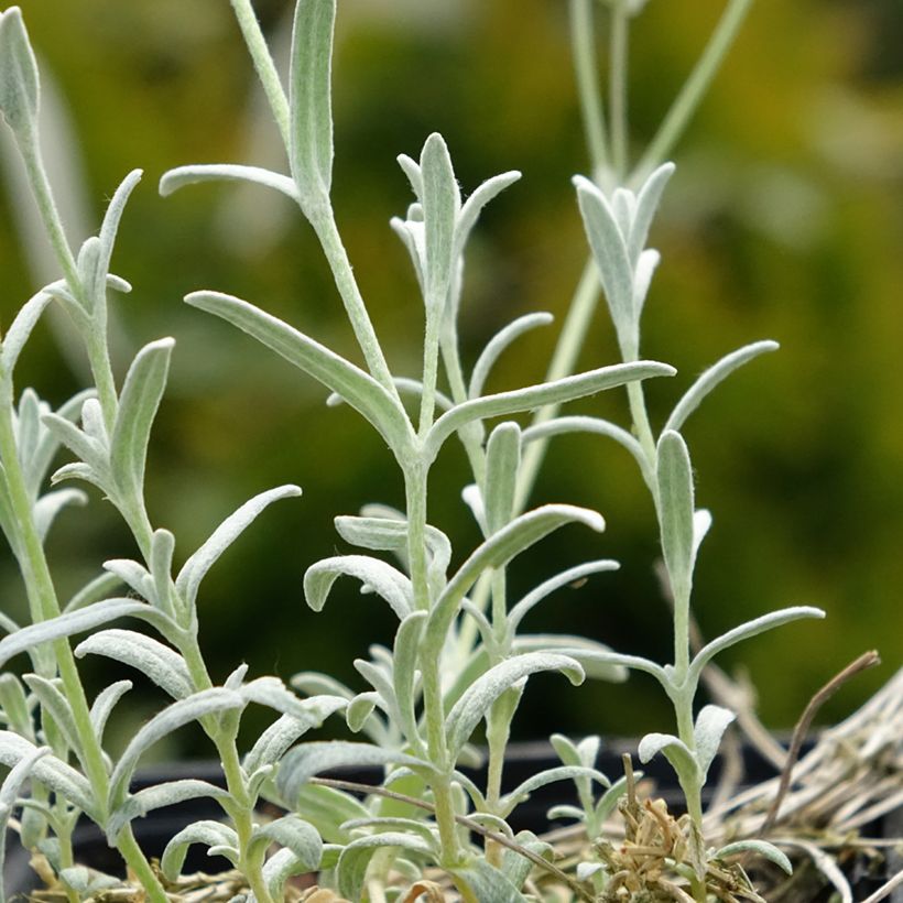 Cerastium tomentosum var. columnae - Oreille de souris - Céraiste Columnae (Foliage)
