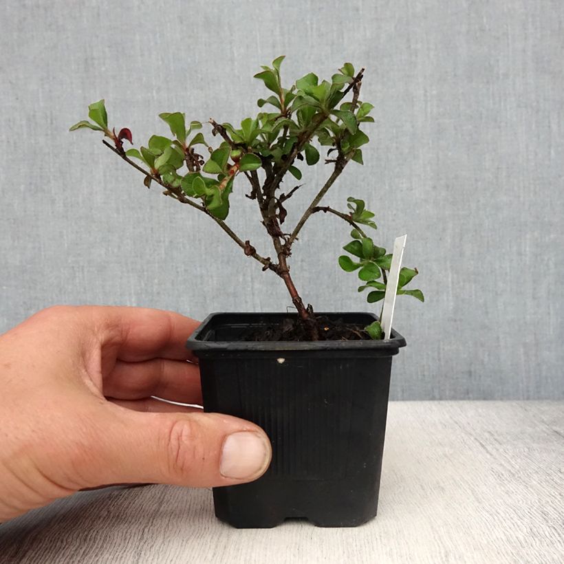 Example of Ceratostigma griffithii, Dentelaire Godet de 8/9 cm as you get in printemps