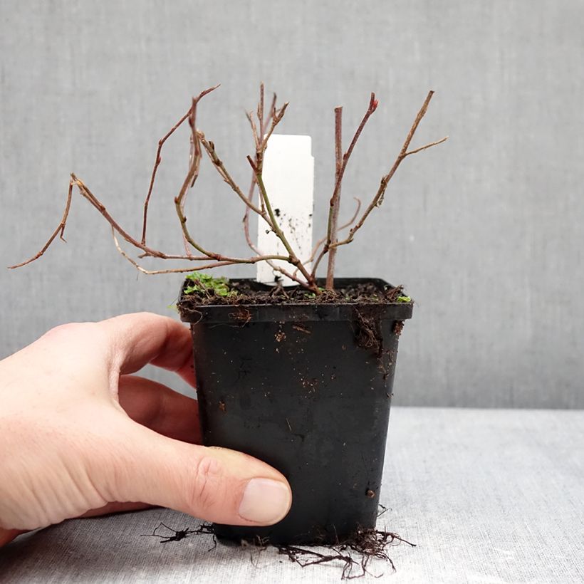 Spécimen de Ceratostigma willmottianum Forest Blue - Plumbago de Willmott Godet de 8/9 cm tel que livré en hiver