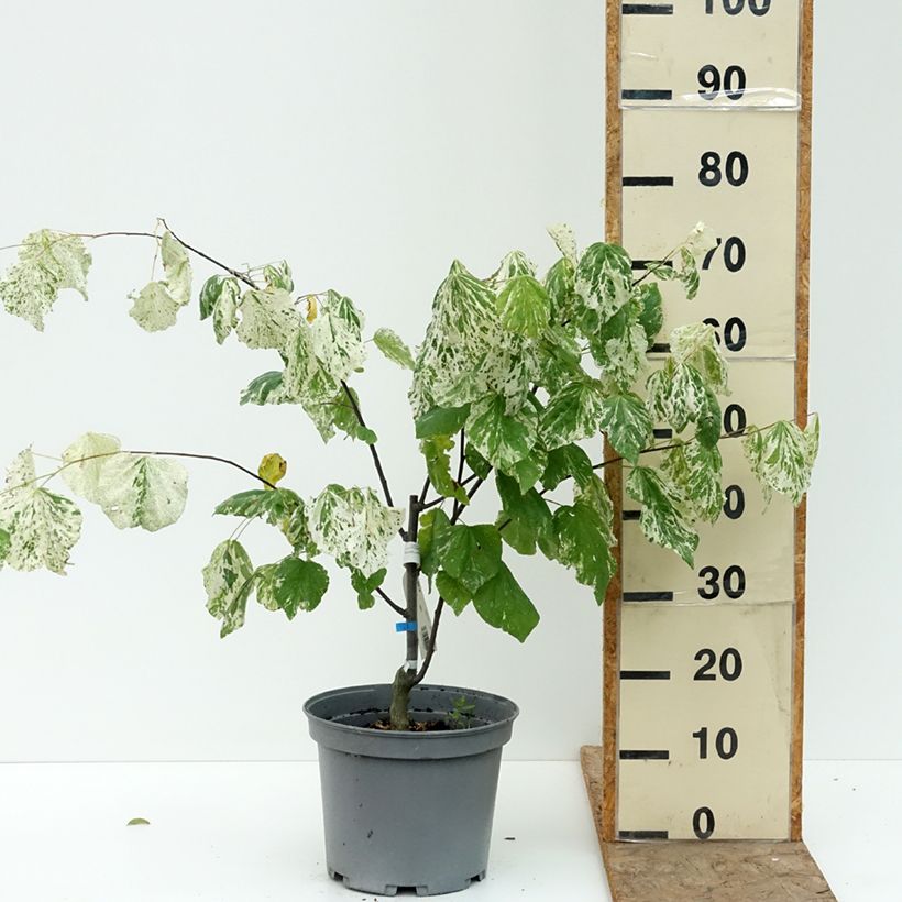 Spécimen de Cercis canadensis Alley Cat - Gainier du Canada  Pot de 6L/7L tel que livré en été