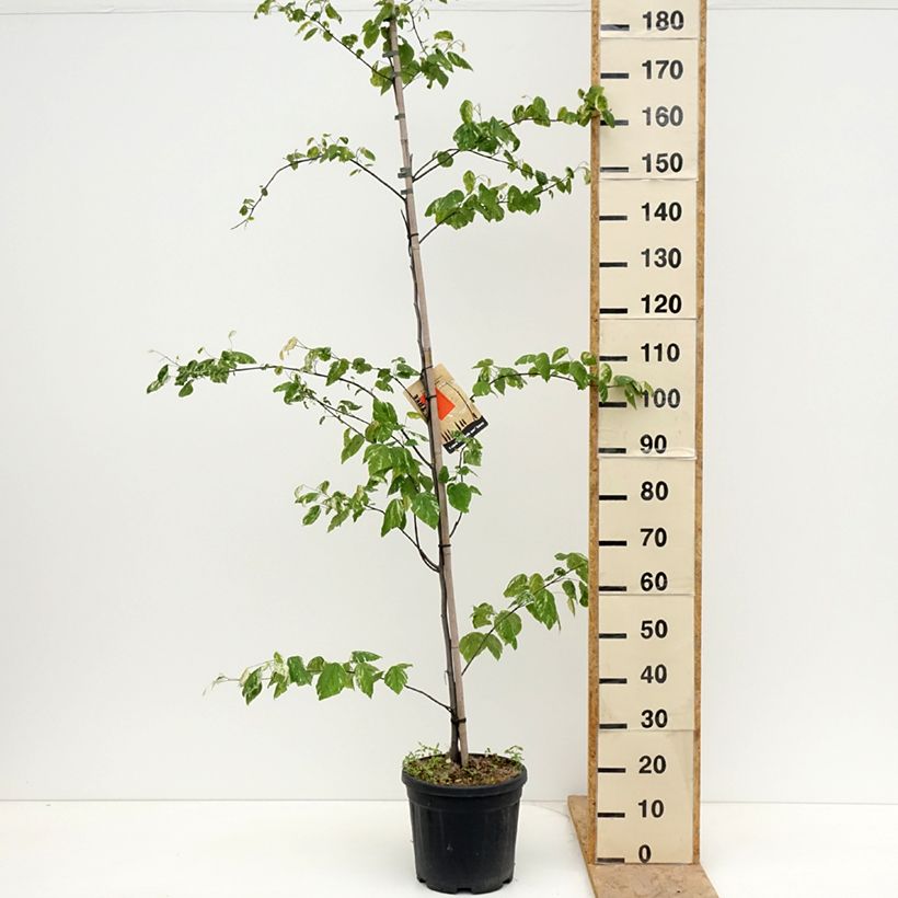 Spécimen de Cercis canadensis Alley Cat - Gainier du Canada  Pot de 6L/7L tel que livré au printemps