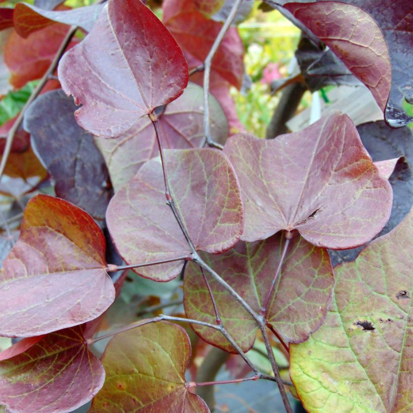 Cercis canadensis Forest Pansy - Arbre de Judée (Foliage)