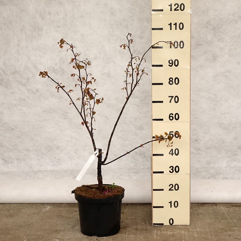 Example of Cercis canadensis Forest Pansy - Arbre de Judée Pot de 7,5L/10L as you get in printemps