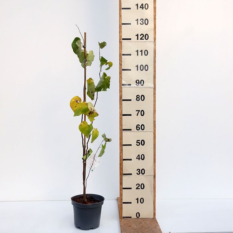 Spécimen de Cercis canadensis - Gainier du Canada Pot de 4L/5L tel que livré en automne
