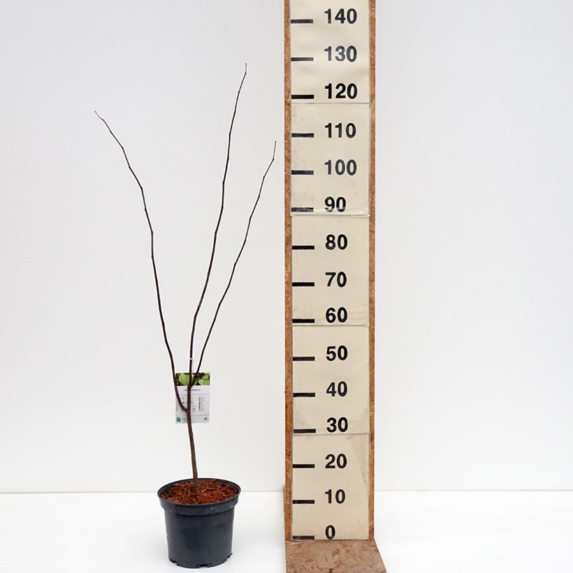 Example of Cercis canadensis - Gainier du Canada Pot de 4L/5L as you get in hiver