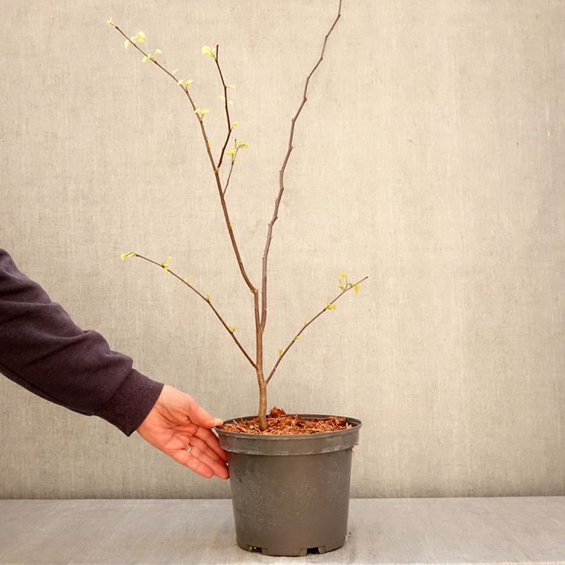 Spécimen de Cercis canadensis - Gainier du Canada Pot de 4L/5L tel que livré au printemps