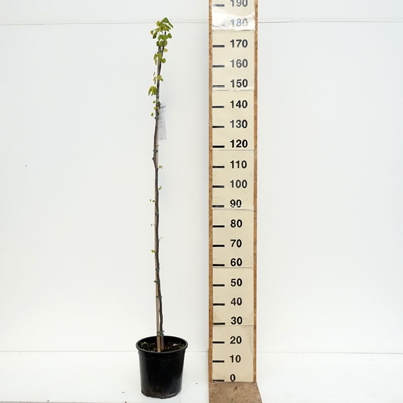 Spécimen de Cercis canadensis - Gainier du Canada Pot de 7,5L/10L tel que livré au printemps