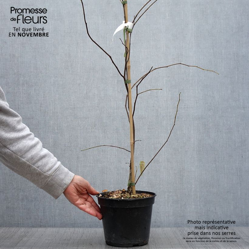 Spécimen de Cercis canadensis Hearts of Gold - Arbre de Judée doré Pot de 4L/5L tel que livré en automne
