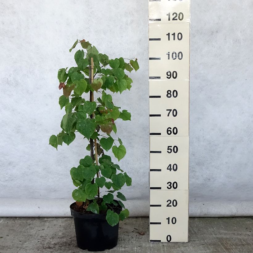 Spécimen de Cercis canadensis Lavender Twist - Gainier du Canada pleureur rose Pot de 7,5L/10L tel que livré en été