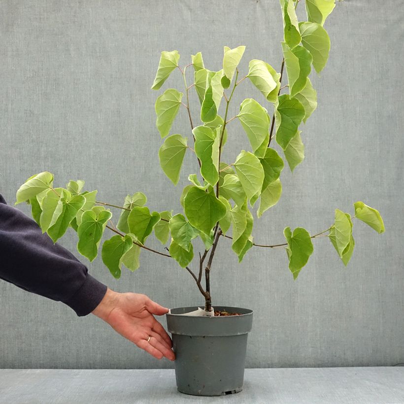 Spécimen de Cercis canadensis Lavender Twist - Gainier du Canada pleureur rose Pot de 3L/4L tel que livré en été