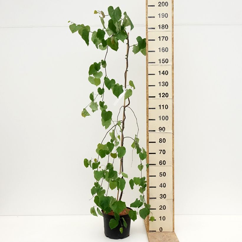 Example of Cercis canadensis Lavender Twist - Gainier du Canada pleureur rose Pot de 7,5L/10L as you get in printemps