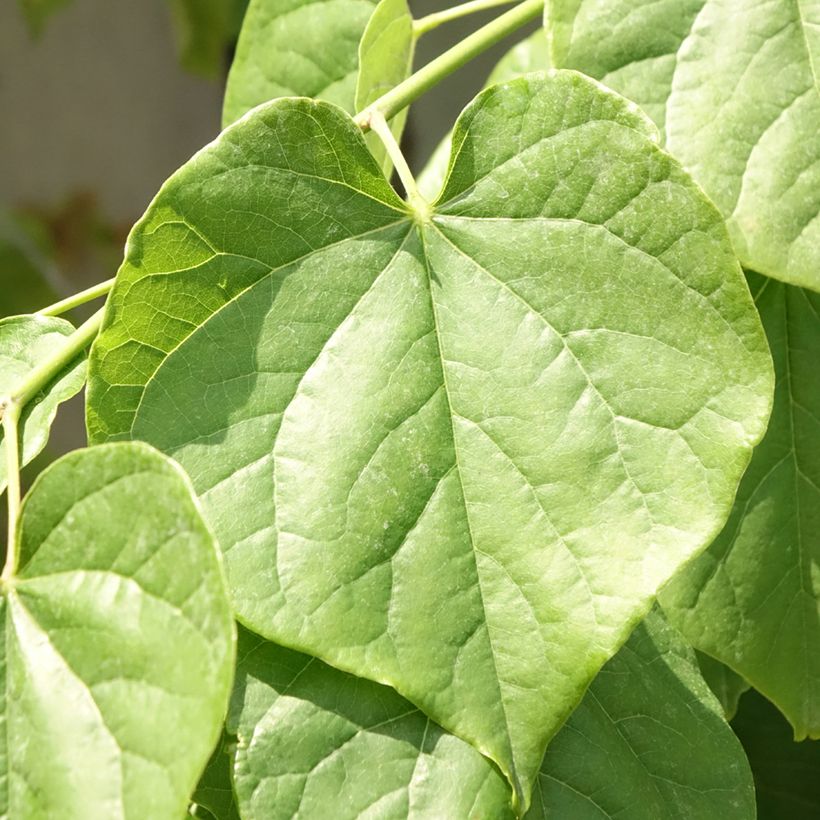 Cercis canadensis Pink Pom Pom's - Gainier du Canada (Foliage)