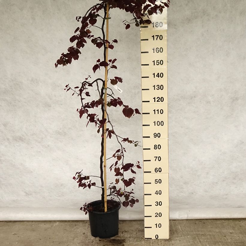 Example of Cercis canadensis Ruby Falls – Arbre de Judée pleureur, nain et pourpre Pot de 7,5L/10L as you get in printemps
