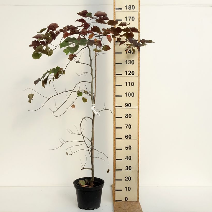 Spécimen de Cercis canadensis Ruby Falls – Arbre de Judée pleureur, nain et pourpre Pot de 7,5L/10L tel que livré en été