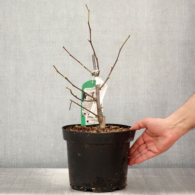 Example of Cercis canadensis Texas White - Gainier du Canada Pot de 4L/5L as you get in printemps