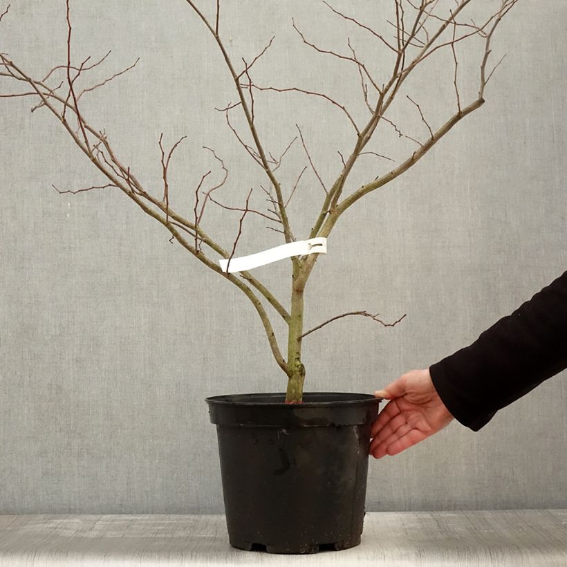 Example of Cercis canadensis The Rising Sun - Gainier du Canada Pot de 2L/3L as you get in hiver